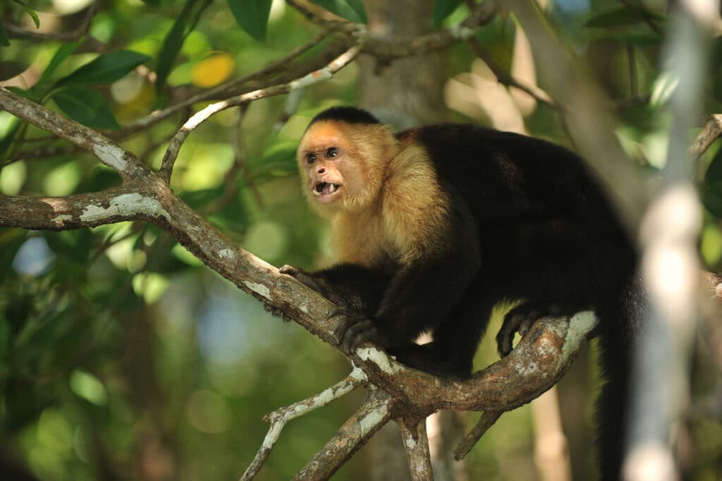 Forest Travel Highlights Costa Rica’s Manuel Antonio National Park