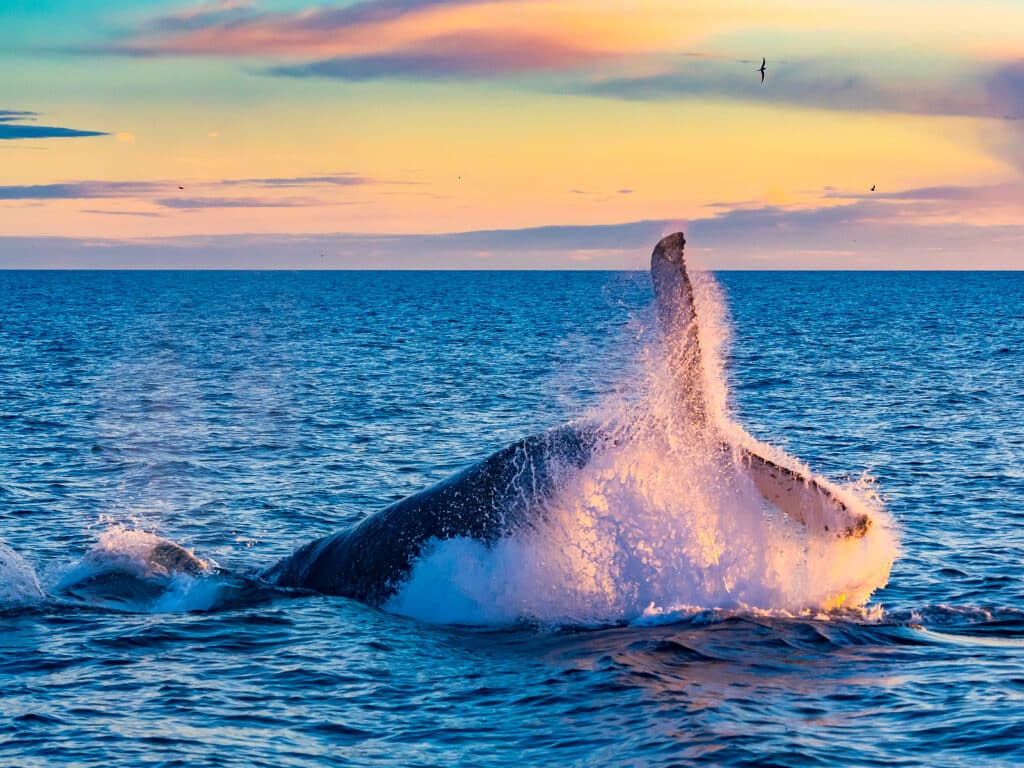 Humpback Whale Breaching In Deep Blue Sea At Iceland In The Morn